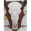 Image 8 : Big WATER BUFFALO Skull on Wooden Plaque with Removable Horns