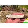 Image 2 : Hand-carved STAG Antler Handle depicting a BALD EAGLE