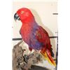 Image 10 : *Rarely Seen* Life-sized VIOLET-NECKED Lory (Parrot Species) on a Driftwood Base