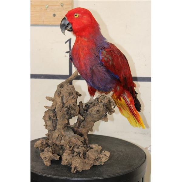 *Rarely Seen* Life-sized VIOLET-NECKED Lory (Parrot Species) on a Driftwood Base