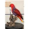 Image 3 : *Rarely Seen* Life-sized VIOLET-NECKED Lory (Parrot Species) on a Driftwood Base