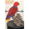 Image 5 : *Rarely Seen* Life-sized VIOLET-NECKED Lory (Parrot Species) on a Driftwood Base