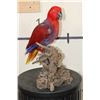 Image 6 : *Rarely Seen* Life-sized VIOLET-NECKED Lory (Parrot Species) on a Driftwood Base