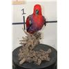 Image 7 : *Rarely Seen* Life-sized VIOLET-NECKED Lory (Parrot Species) on a Driftwood Base