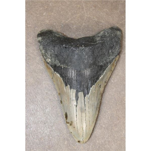 Big MEGALODON SHARK Tooth Fossil