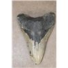 Image 1 : Big MEGALODON SHARK Tooth Fossil
