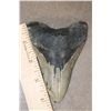Image 2 : Big MEGALODON SHARK Tooth Fossil
