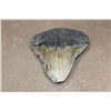 Image 3 : Big MEGALODON SHARK Tooth Fossil
