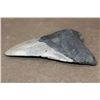 Image 4 : Big MEGALODON SHARK Tooth Fossil