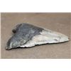 Image 5 : Big MEGALODON SHARK Tooth Fossil