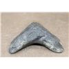 Image 6 : Big MEGALODON SHARK Tooth Fossil