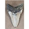 Image 7 : Big MEGALODON SHARK Tooth Fossil