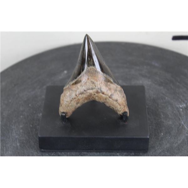 Polished MEGALODON SHARK TOOTH Fossil with a Display Stand