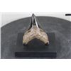 Image 1 : Polished MEGALODON SHARK TOOTH Fossil with a Display Stand