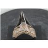 Image 2 : Polished MEGALODON SHARK TOOTH Fossil with a Display Stand