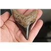 Image 3 : Polished MEGALODON SHARK TOOTH Fossil with a Display Stand
