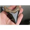 Image 4 : Polished MEGALODON SHARK TOOTH Fossil with a Display Stand