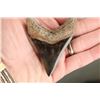 Image 5 : Polished MEGALODON SHARK TOOTH Fossil with a Display Stand