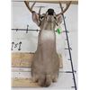 Image 10 : 10-Point WHITETAIL DEER Shoulder Mount with a Big Rack