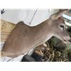 Image 11 : 10-Point WHITETAIL DEER Shoulder Mount with a Big Rack
