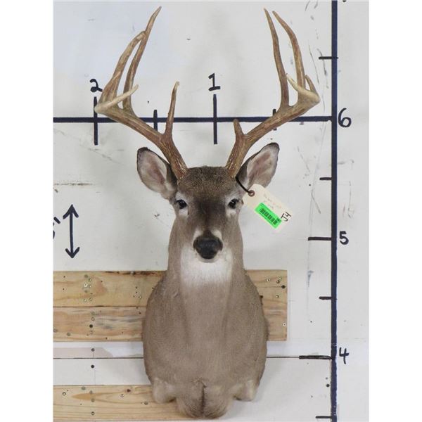 10-Point WHITETAIL DEER Shoulder Mount with a Big Rack