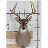 Image 1 : 10-Point WHITETAIL DEER Shoulder Mount with a Big Rack