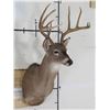 Image 2 : 10-Point WHITETAIL DEER Shoulder Mount with a Big Rack