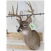 Image 3 : 10-Point WHITETAIL DEER Shoulder Mount with a Big Rack