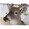 Image 4 : 10-Point WHITETAIL DEER Shoulder Mount with a Big Rack