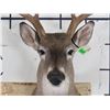 Image 5 : 10-Point WHITETAIL DEER Shoulder Mount with a Big Rack