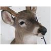Image 6 : 10-Point WHITETAIL DEER Shoulder Mount with a Big Rack