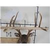 Image 7 : 10-Point WHITETAIL DEER Shoulder Mount with a Big Rack