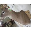 Image 9 : 10-Point WHITETAIL DEER Shoulder Mount with a Big Rack