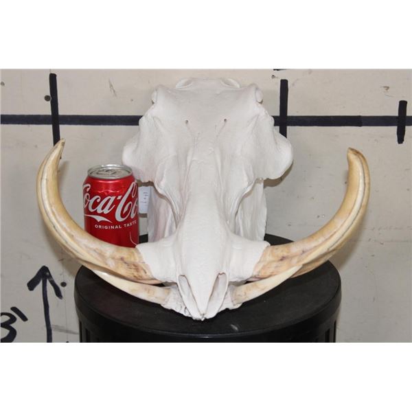 Big WARTHOG Skull with *Real* XL Tusks and Reproduction Teeth