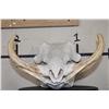 Image 4 : Big WARTHOG Skull with *Real* XL Tusks and Reproduction Teeth