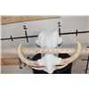 Image 8 : Big WARTHOG Skull with *Real* XL Tusks and Reproduction Teeth