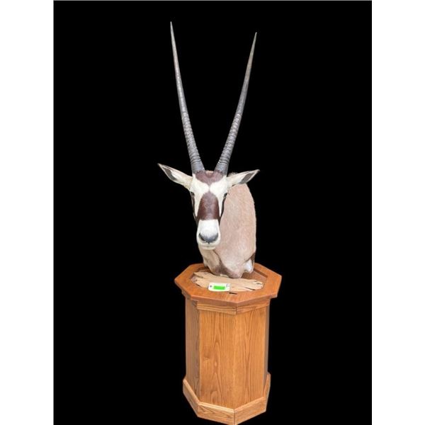 Large AFRICAN GEMSBOK Pedestal Mount on an Oak Base