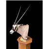 Image 3 : Large AFRICAN GEMSBOK Pedestal Mount on an Oak Base