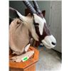 Image 5 : Large AFRICAN GEMSBOK Pedestal Mount on an Oak Base