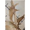 Image 10 : Big 23-Point WHITE FALLOW DEER Shoulder Mount with a Heavy Rack