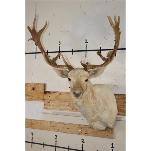 Big 23-Point WHITE FALLOW DEER Shoulder Mount with a Heavy Rack