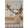 Image 2 : Big 23-Point WHITE FALLOW DEER Shoulder Mount with a Heavy Rack