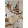 Image 3 : Big 23-Point WHITE FALLOW DEER Shoulder Mount with a Heavy Rack