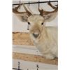 Image 5 : Big 23-Point WHITE FALLOW DEER Shoulder Mount with a Heavy Rack
