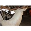 Image 7 : Big 23-Point WHITE FALLOW DEER Shoulder Mount with a Heavy Rack