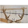 Image 8 : Big 23-Point WHITE FALLOW DEER Shoulder Mount with a Heavy Rack