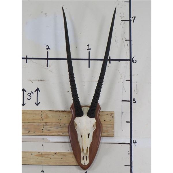 GEMSBOK Euro Mount Skull with Removable Horns