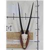 Image 1 : GEMSBOK Euro Mount Skull with Removable Horns