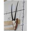 Image 2 : GEMSBOK Euro Mount Skull with Removable Horns