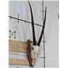 Image 3 : GEMSBOK Euro Mount Skull with Removable Horns